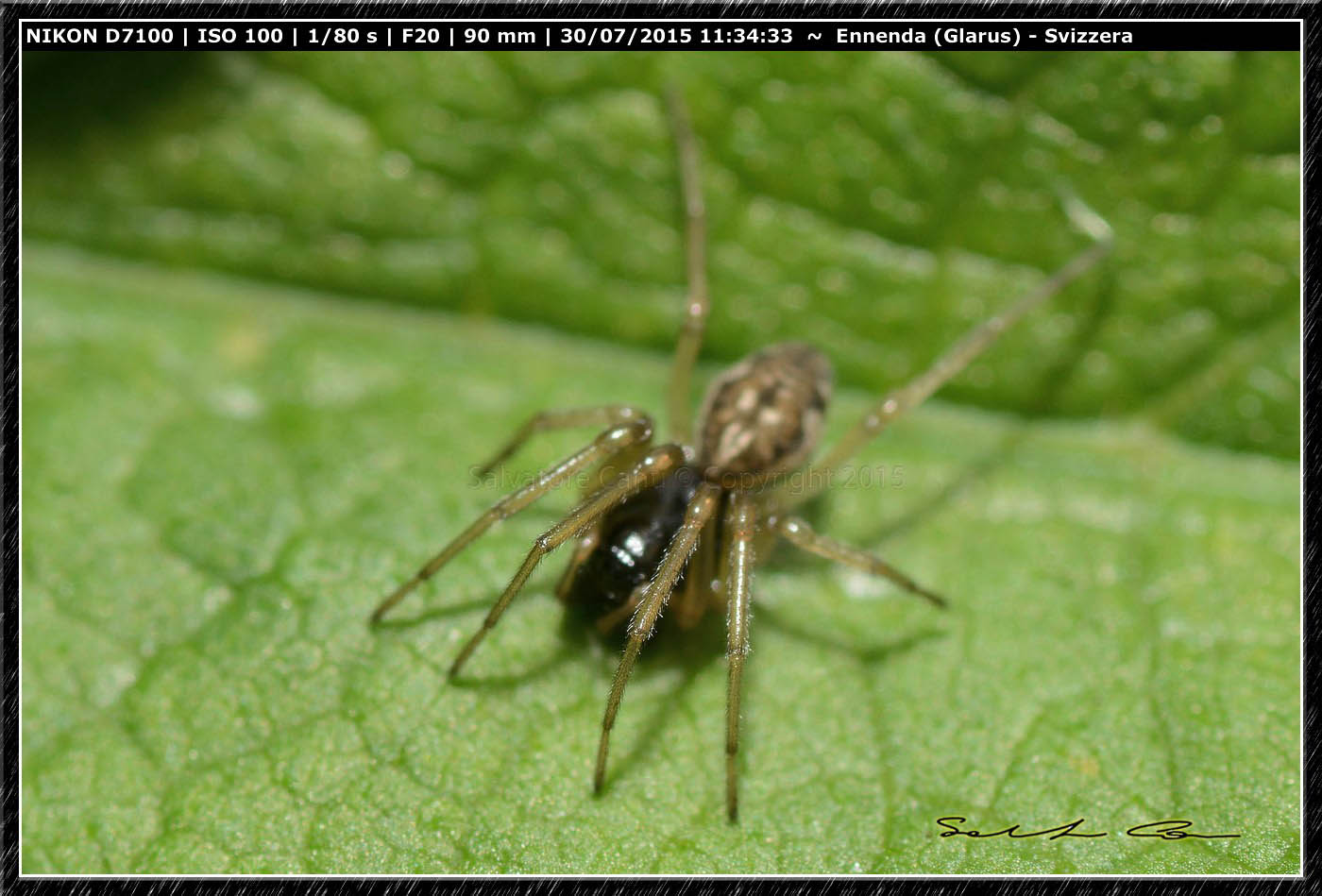 Pachygnatha degeeri - Ennenda (Svizzera)
